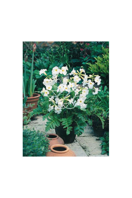 inkarwilla, inkarwilla alba, Incarvillea