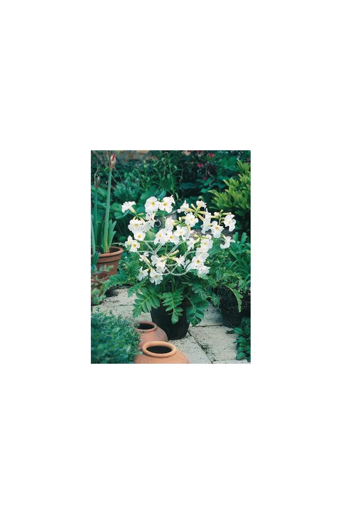 inkarwilla, inkarwilla alba, Incarvillea