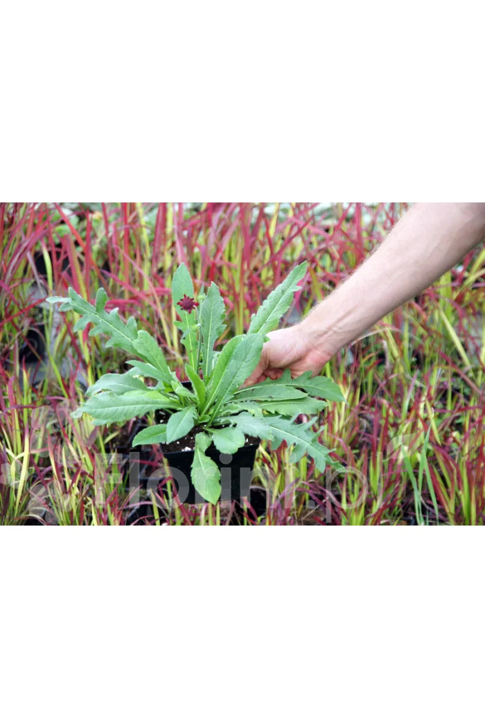 Chaber krwisty Centaurea atropurpurea