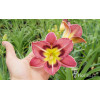 liliowiec, hemerocallis