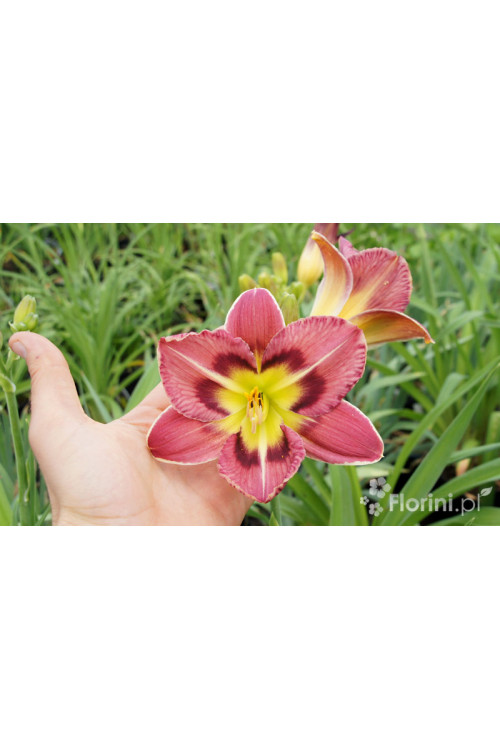 liliowiec, hemerocallis