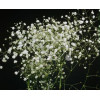 Gipsówka wiechowata 'Schneeflocke' Gypsophila paniculata