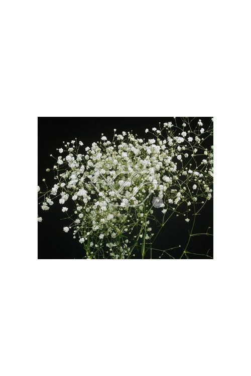 Gipsówka wiechowata 'Schneeflocke' Gypsophila paniculata