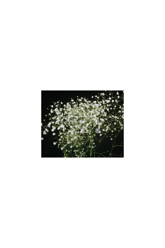 Gipsówka wiechowata 'Schneeflocke' Gypsophila paniculata
