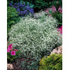 Gipsówka wiechowata 'Schneeflocke' Gypsophila paniculata