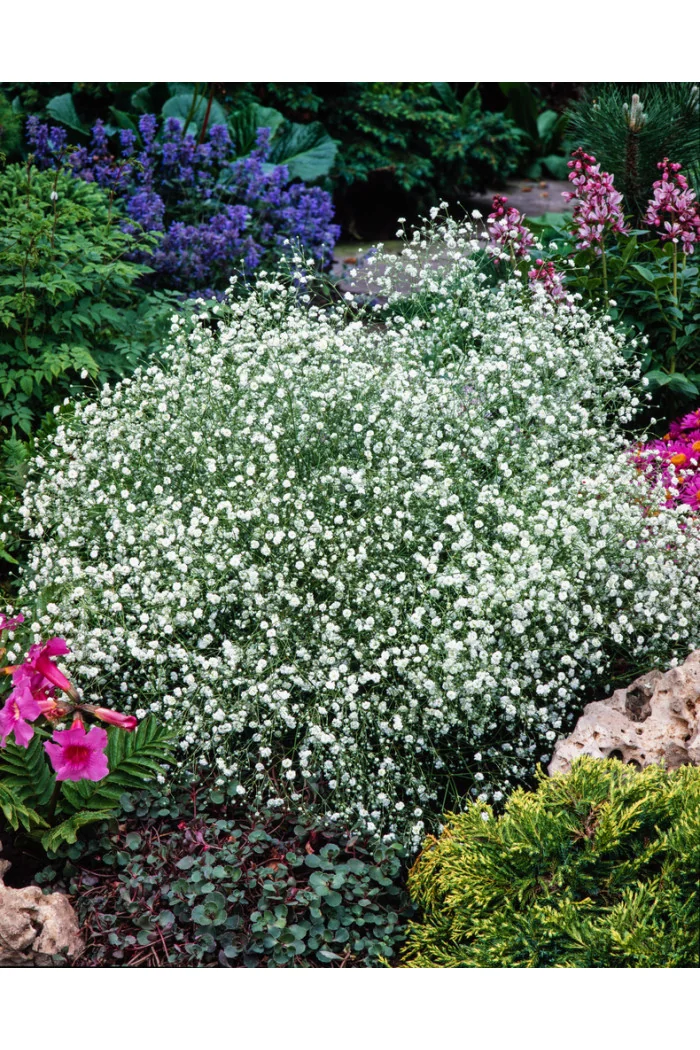 Gipsówka wiechowata 'Schneeflocke' Gypsophila paniculata
