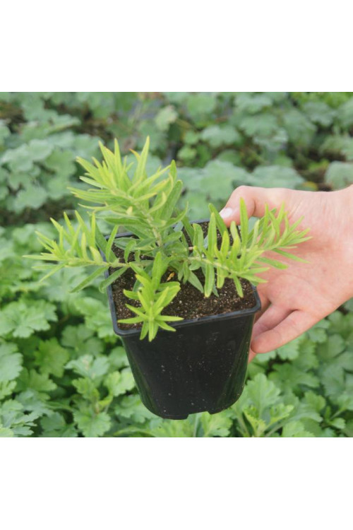 Trojeść, trojeść hello yellow Asclepias