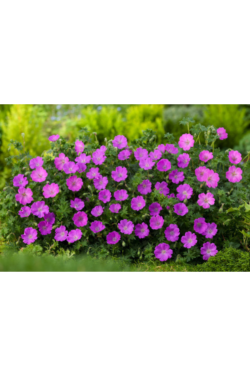 Bodziszek czerwony 'Max Frei' | Geranium sanguineum