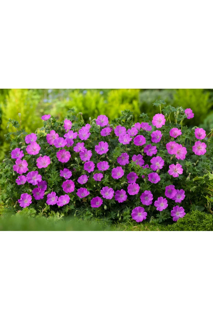 Bodziszek czerwony 'Max Frei' | Geranium sanguineum
