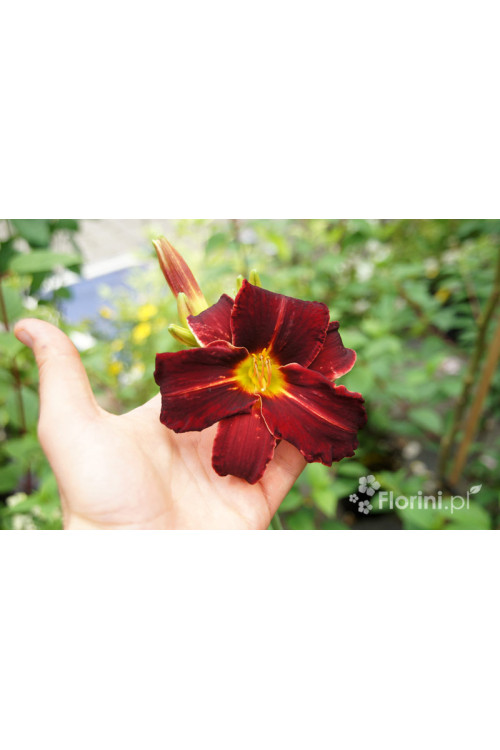 Liliowiec 'Ed Murray' Hemerocallis