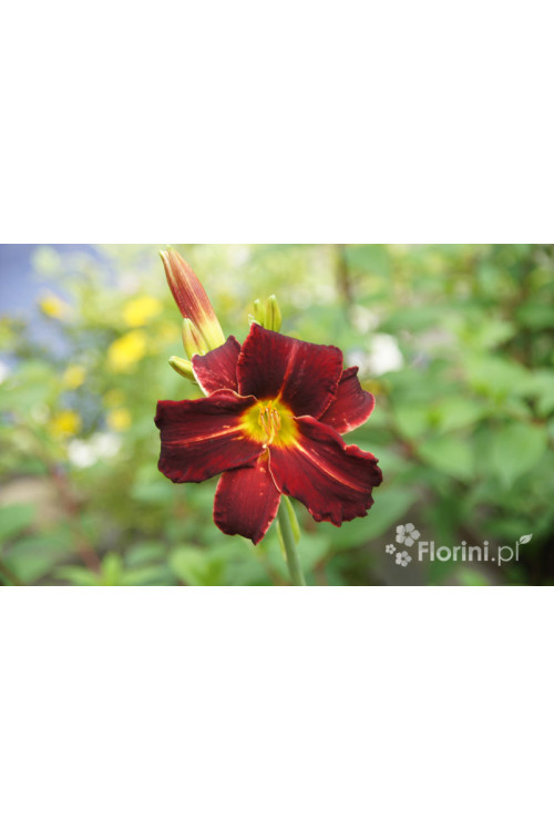 Liliowiec 'Ed Murray' Hemerocallis