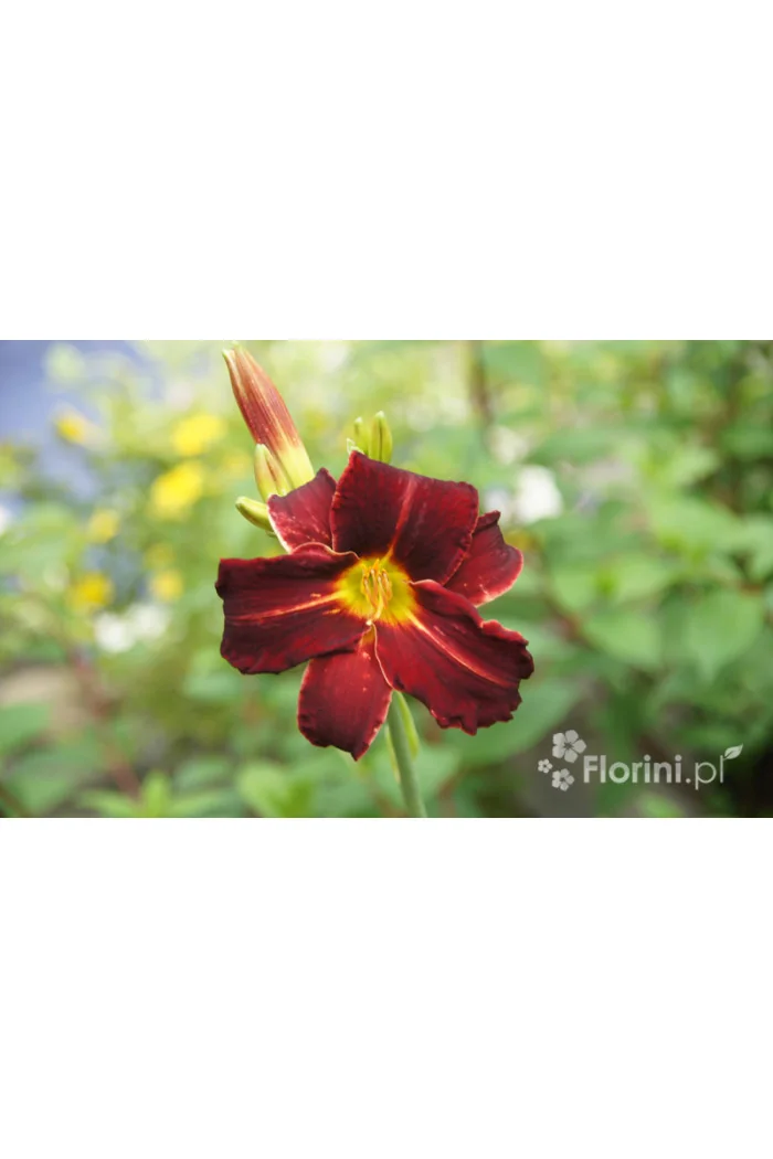 Liliowiec 'Ed Murray' Hemerocallis