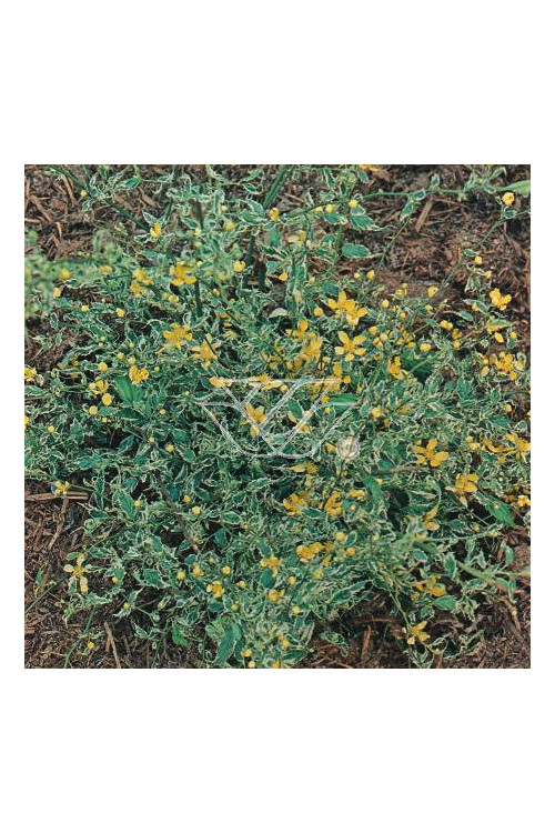 Złotlin japoński 'Picta' Kerria japonica