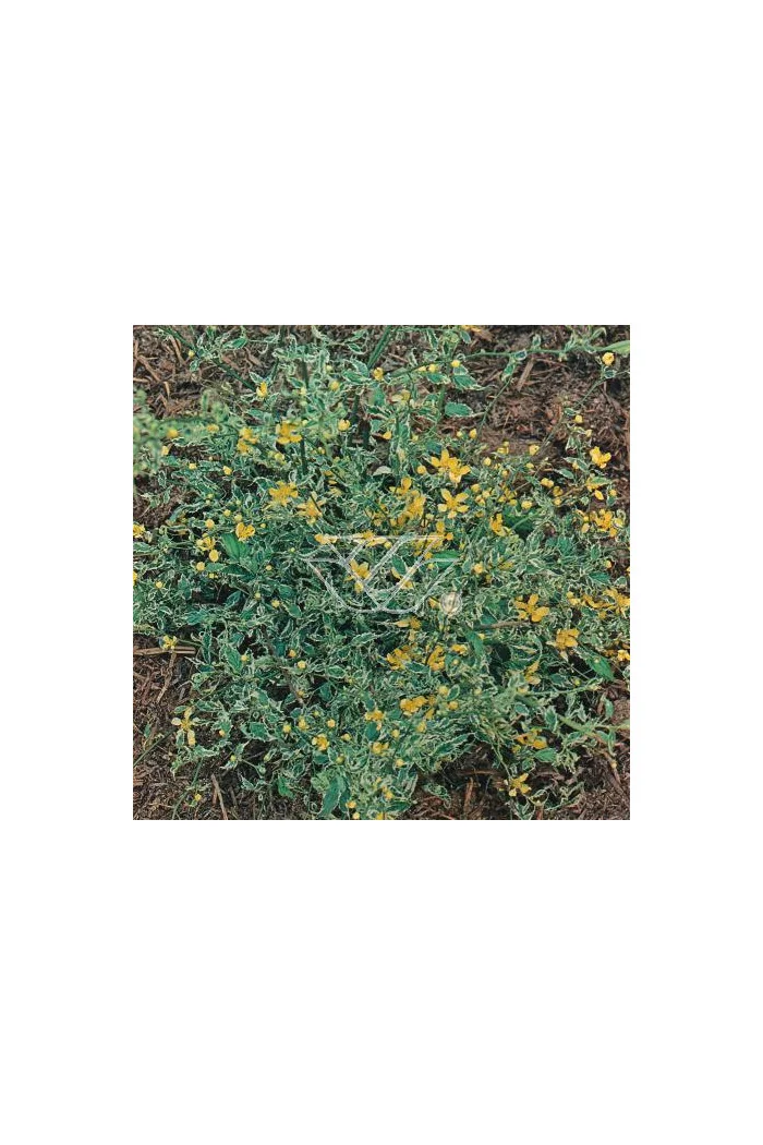 Złotlin japoński 'Picta' Kerria japonica