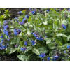 Miodunka 'Trevi Fountain' | Pulmonaria