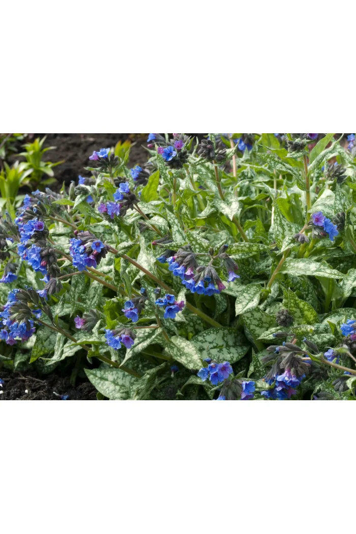 Miodunka 'Trevi Fountain' | Pulmonaria