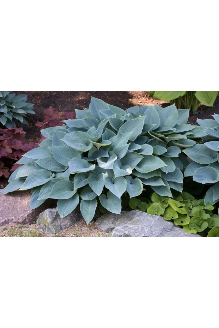 Funkia 'Halcyon' | Hosta