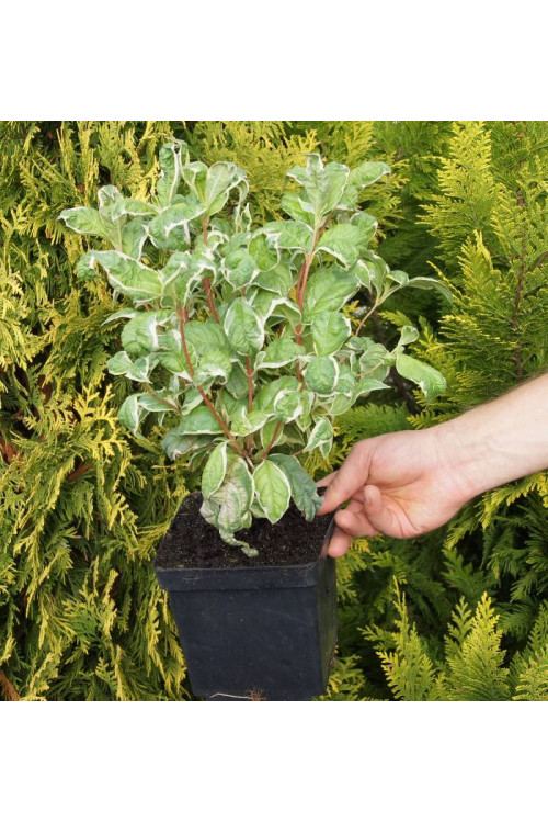 Krzewuszka cudowna 'Caricature' Weigela florida