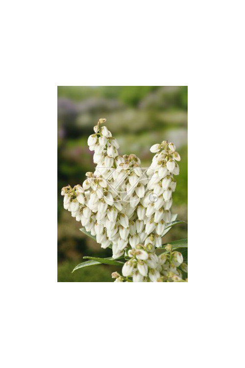 Pieris japoński 'Debutante' | Pieris japonica