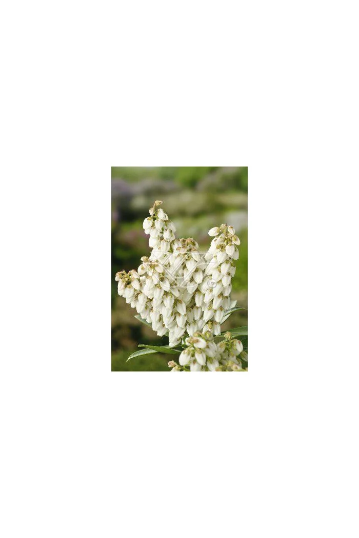 Pieris japoński 'Debutante' | Pieris japonica