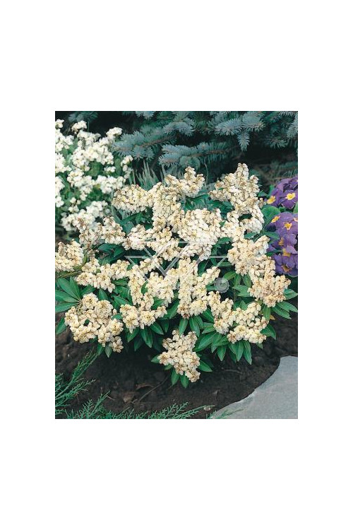 Pieris japoński 'Debutante' | Pieris japonica