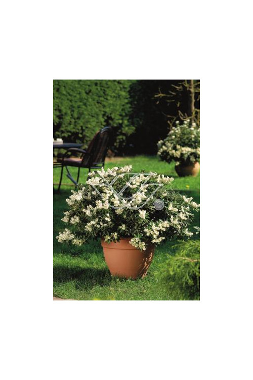 Pieris japoński 'Debutante' | Pieris japonica