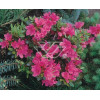 Azalia japońska 'Anne Frank' Azalea japonica