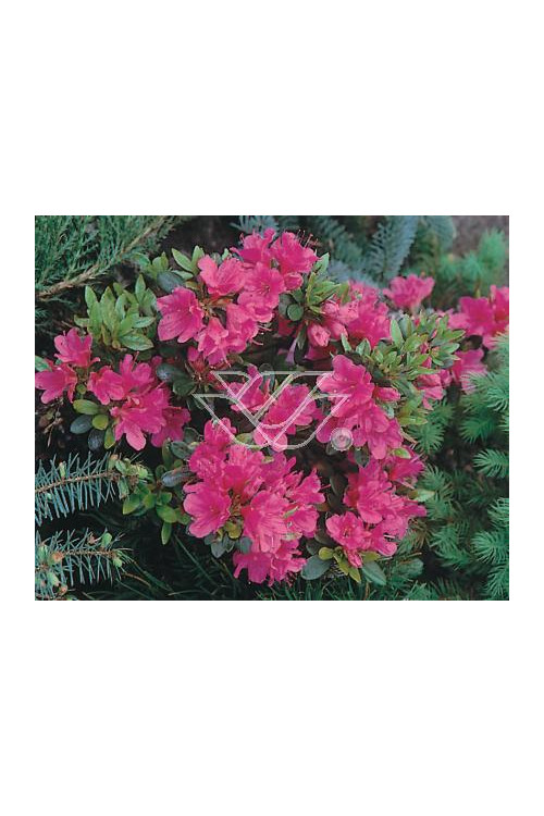 Azalia japońska 'Anne Frank' Azalea japonica