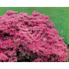 Azalia japońska 'Anne Frank' Azalea japonica