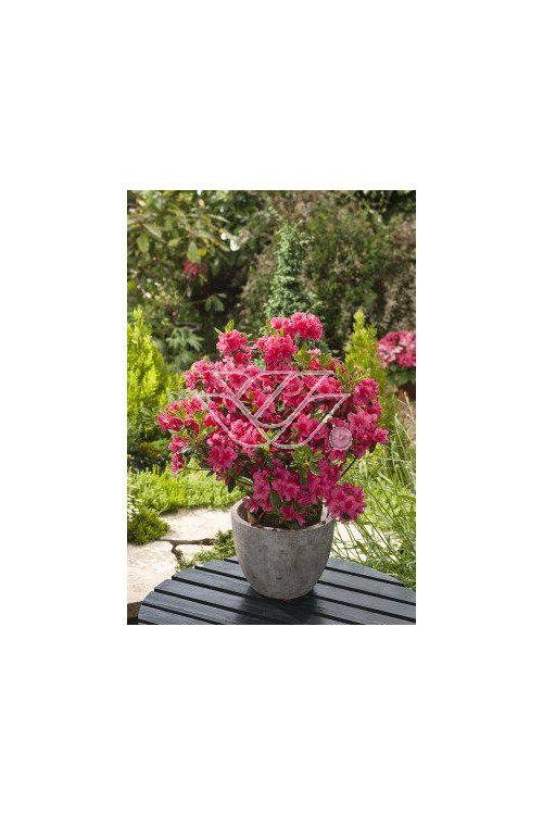 Azalia japońska 'Anne Frank' Azalea japonica