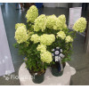 Hortensja bukietowa 'Magical Candle' | Hydrangea paniculata