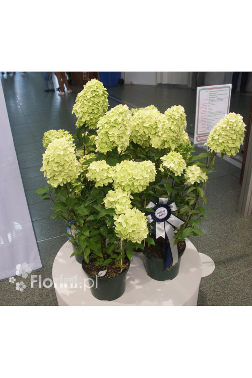 Hortensja bukietowa 'Magical Candle' | Hydrangea paniculata