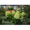 Hortensja bukietowa 'Magical Candle' | Hydrangea paniculata