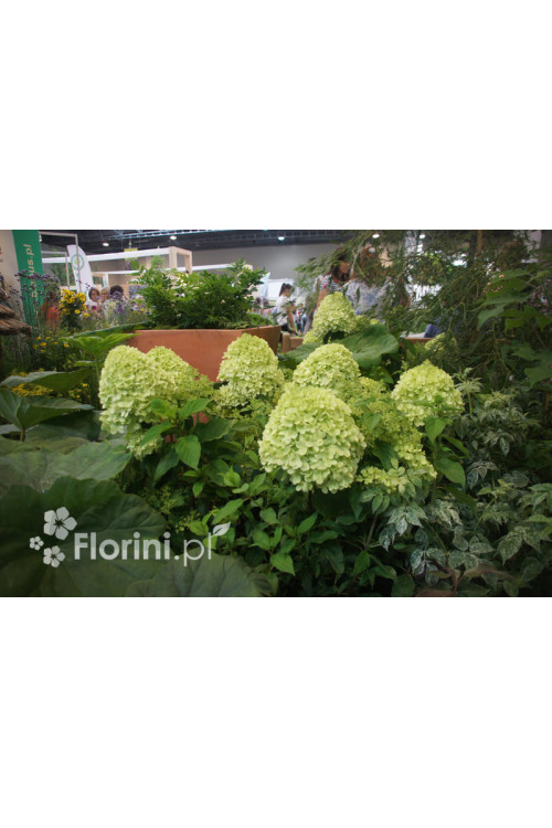 Hortensja bukietowa 'Magical Candle' | Hydrangea paniculata