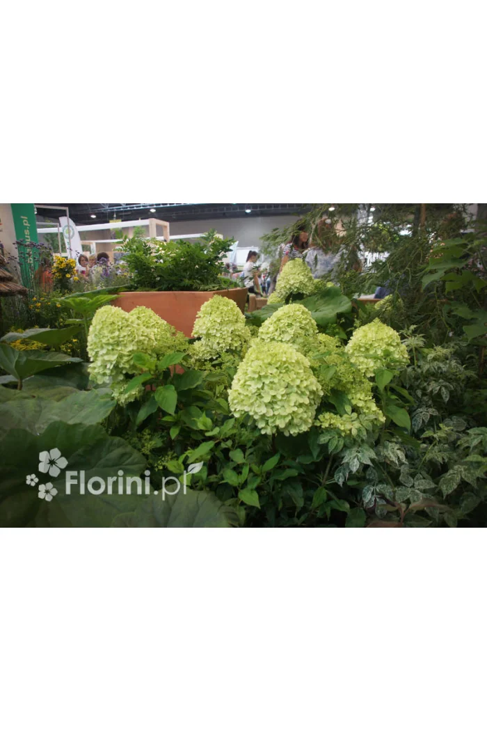 Hortensja bukietowa 'Magical Candle' | Hydrangea paniculata