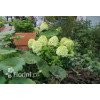 Hortensja bukietowa 'Magical Candle' | Hydrangea paniculata
