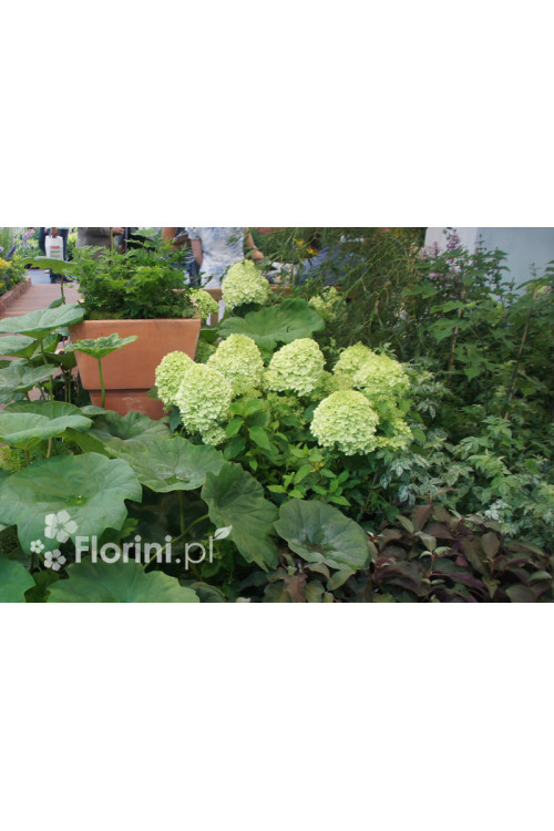Hortensja bukietowa 'Magical Candle' | Hydrangea paniculata