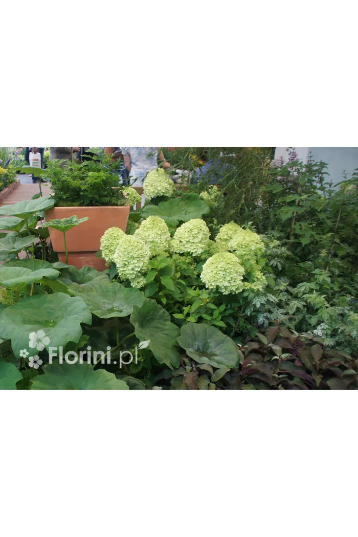 Hortensja bukietowa 'Magical Candle' | Hydrangea paniculata