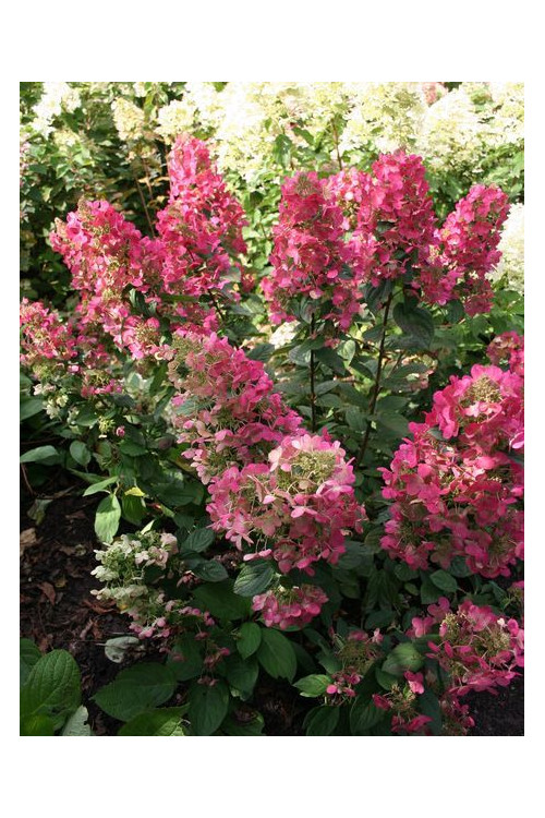 hortensja, hortensja bukietowa, hortensja Magical Flame, hydrangea, hydrangea paniculata