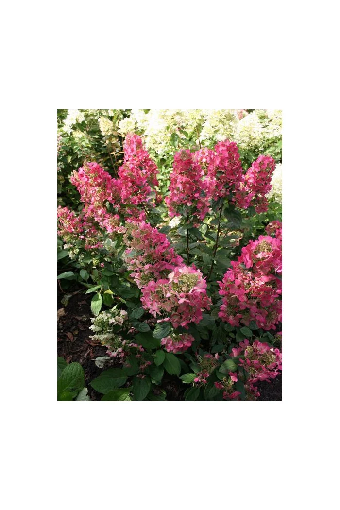 hortensja, hortensja bukietowa, hortensja Magical Flame, hydrangea, hydrangea paniculata