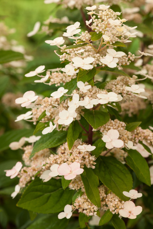 hortensja, hortensja bukietowa, hortensja Magical Flame, hydrangea, hydrangea paniculata