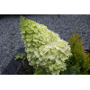 Hortensja bukietowa 'Polar Bear' | Hydrangea paniculata