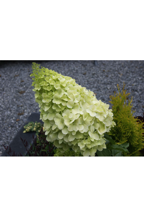 Hortensja bukietowa 'Polar Bear' | Hydrangea paniculata