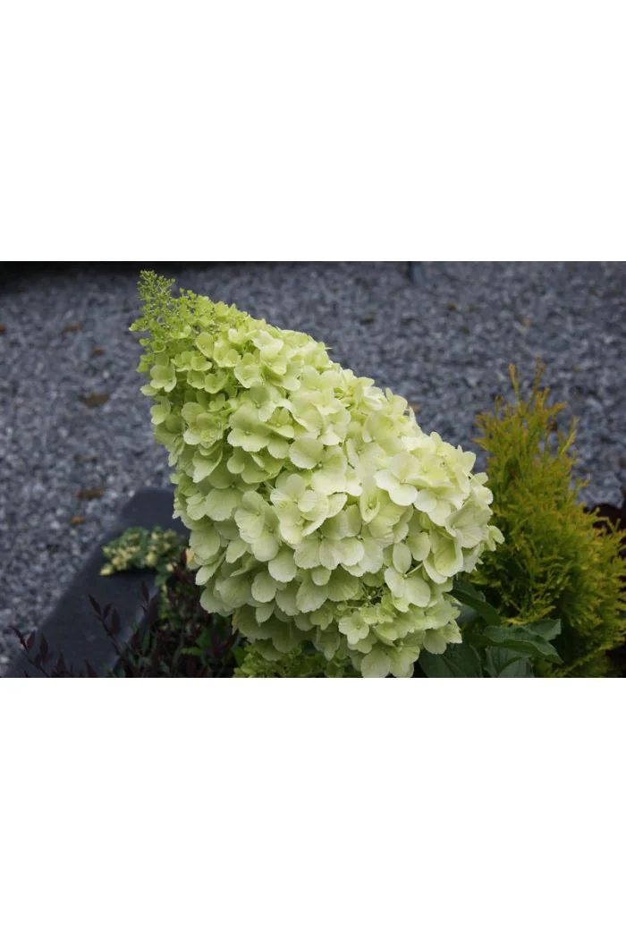 Hortensja bukietowa 'Polar Bear' | Hydrangea paniculata