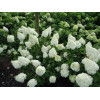 Hortensja bukietowa 'Polar Bear' | Hydrangea paniculata