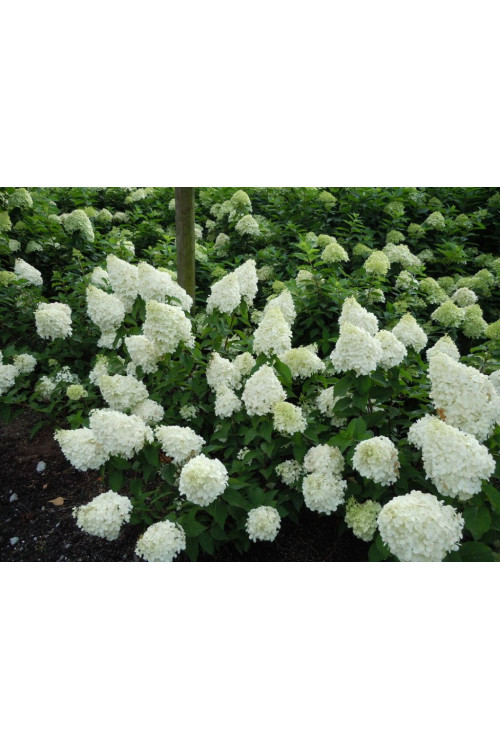 Hortensja bukietowa 'Polar Bear' | Hydrangea paniculata