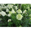 Hortensja bukietowa 'Polar Bear' | Hydrangea paniculata