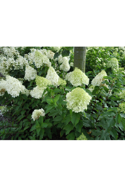 Hortensja bukietowa 'Polar Bear' | Hydrangea paniculata
