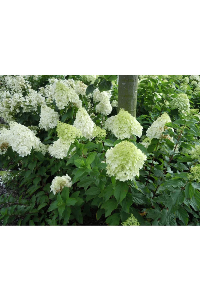Hortensja bukietowa 'Polar Bear' | Hydrangea paniculata