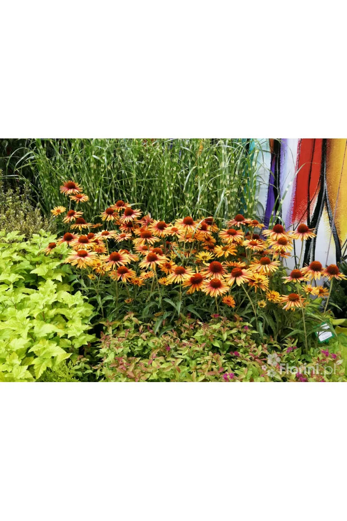 Jeżówka 'Big Kahuna' | Echinacea